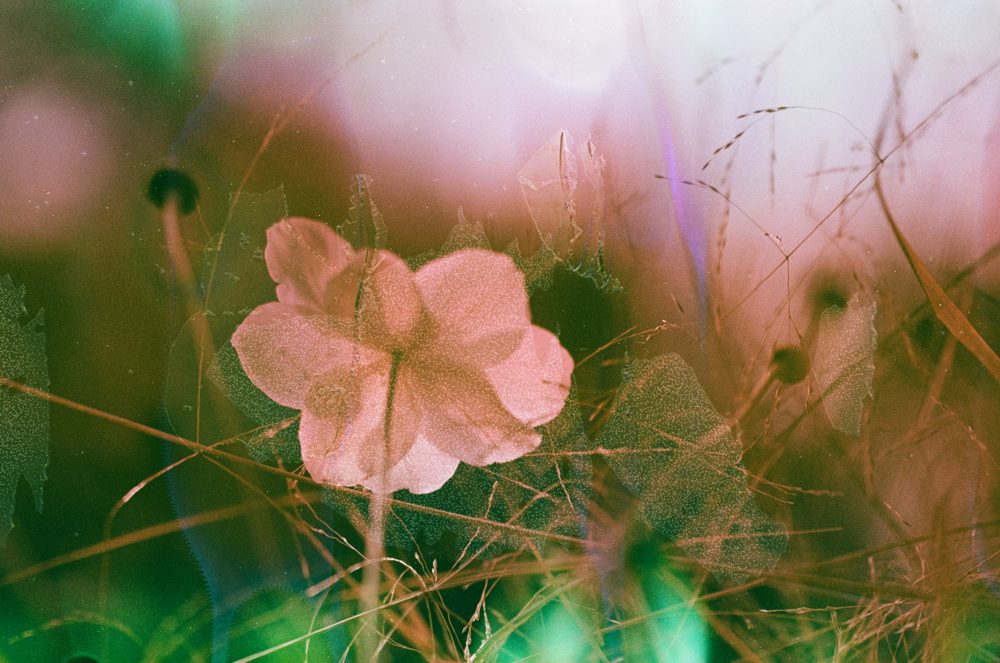 Pink flower among long grass